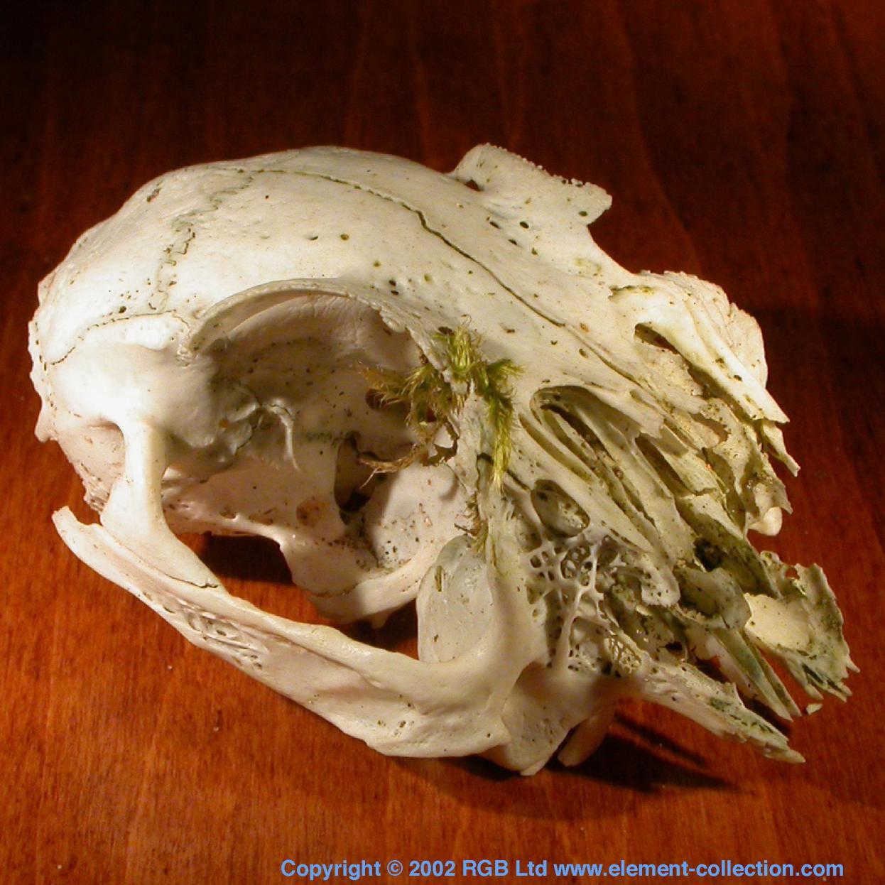 Calcium Rabbit skull