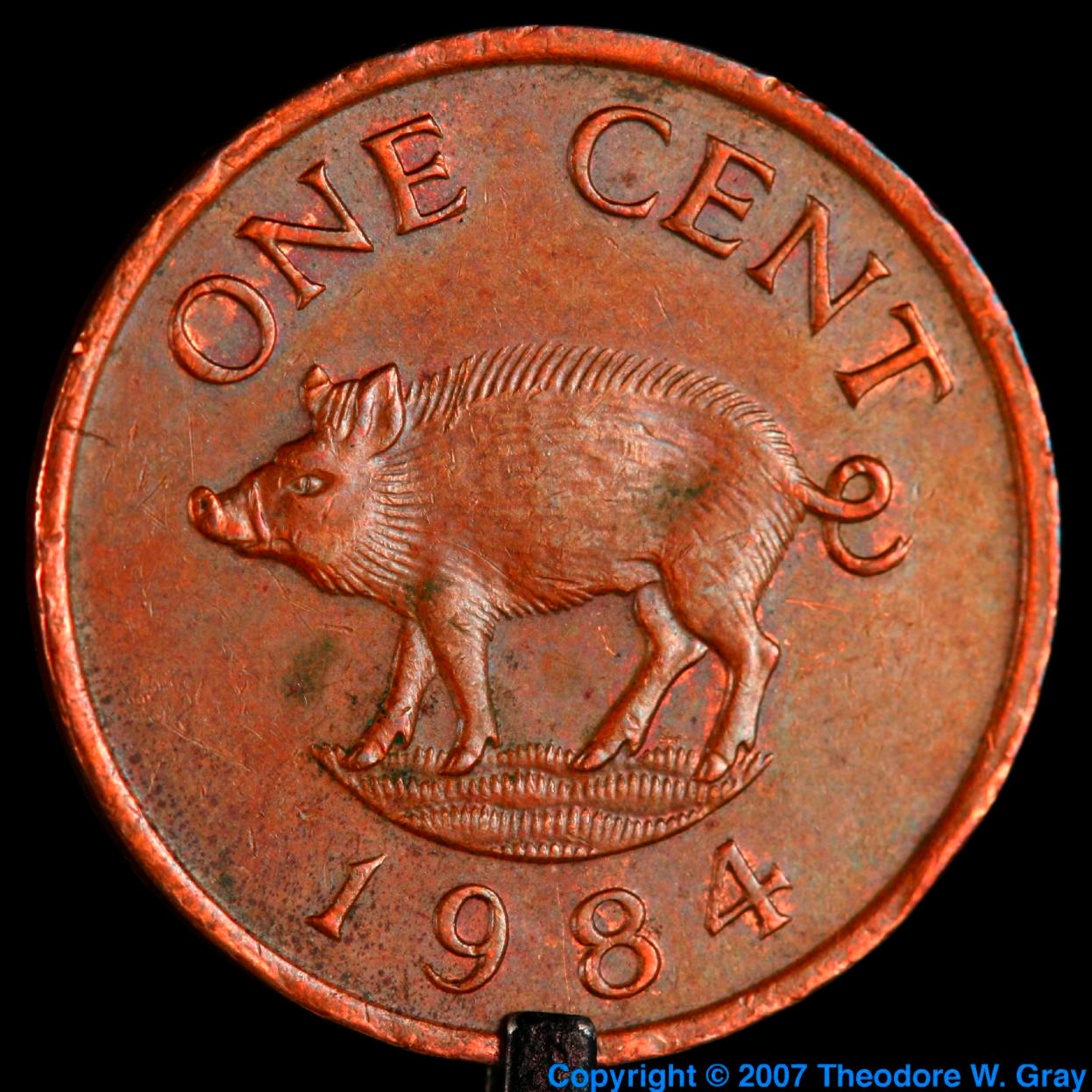 Copper Copper Bermuda pig coin