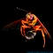 Hydrogen Cicada killer