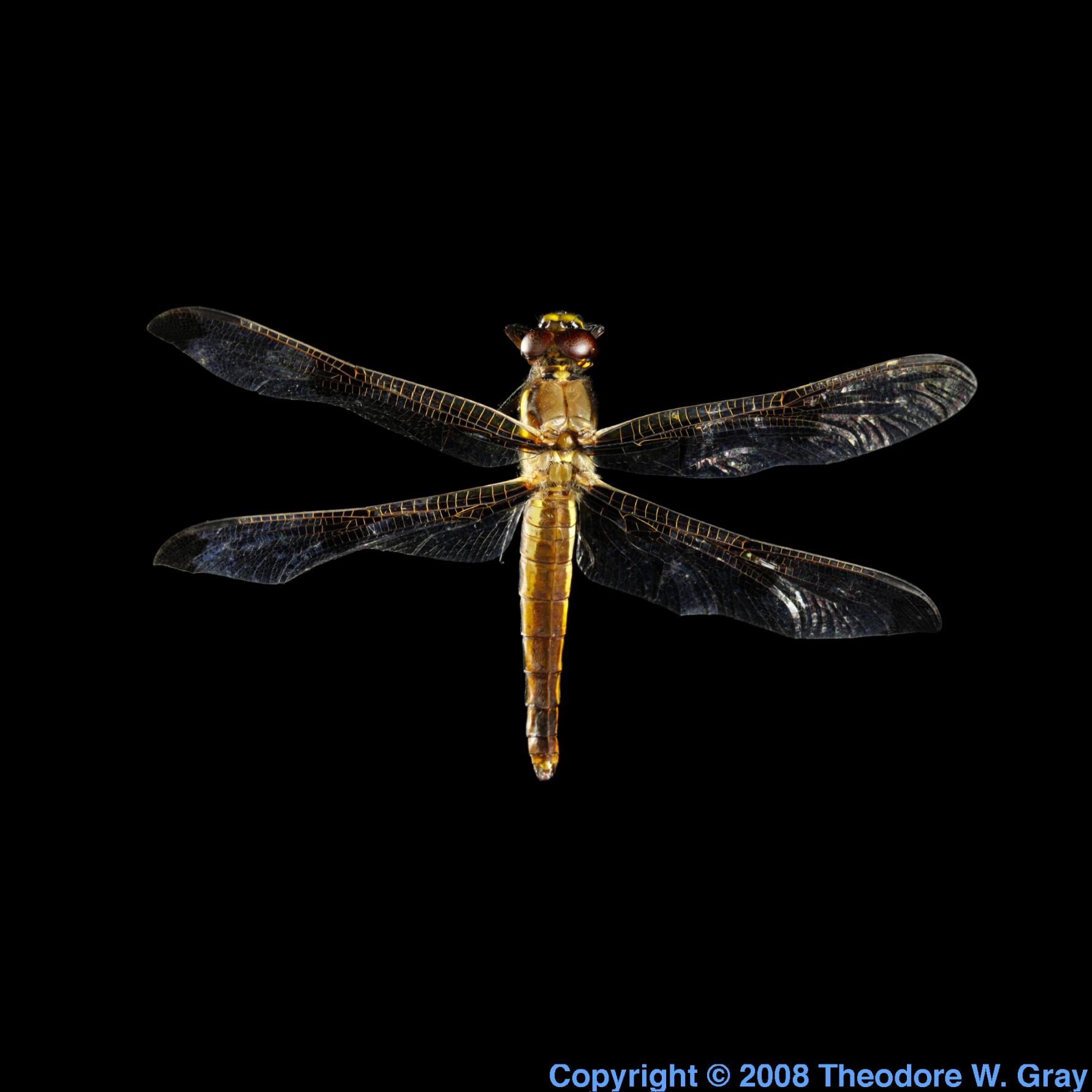 Oxygen Dragonfly