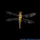 Hydrogen Dragonfly