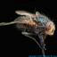 Oxygen Fly