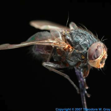 Oxygen Fly