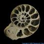 Sulfur Pyritized Ammonite