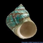 Calcium Pretty seashell
