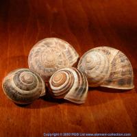 Snail shells