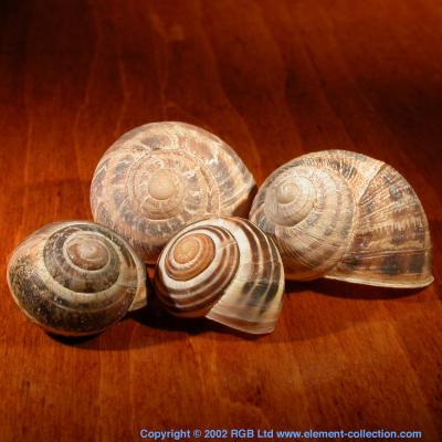 Snail shells