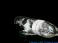 Sodium Molten blobs under argon