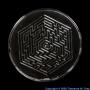 Mercury Mercury maze