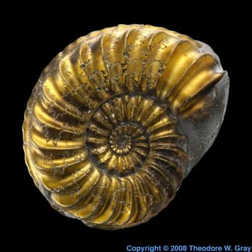 Iron Pyritized Ammonite