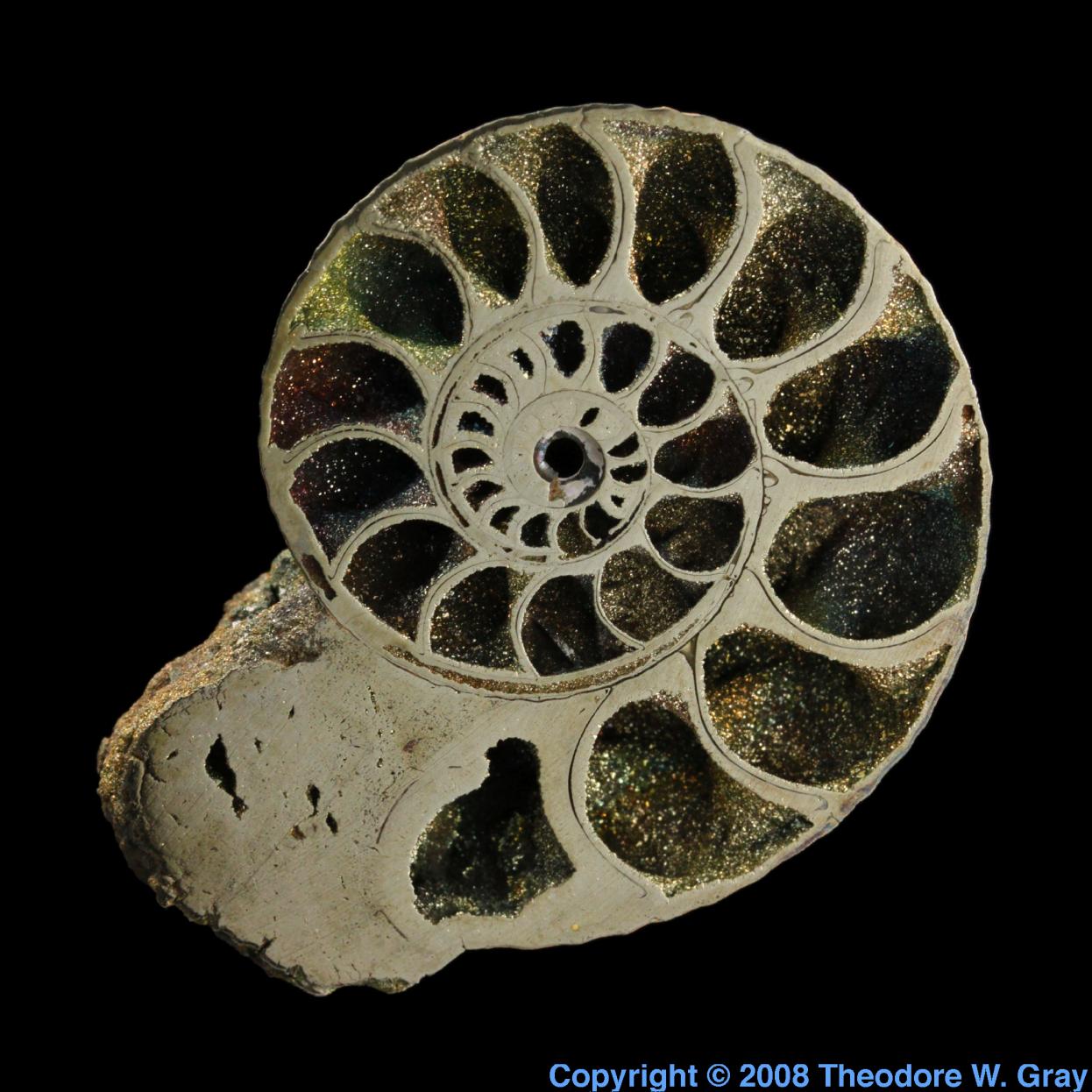 Iron Pyritized Ammonite
