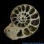 Sulfur Pyritized Ammonite