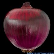 Sulfur Onions