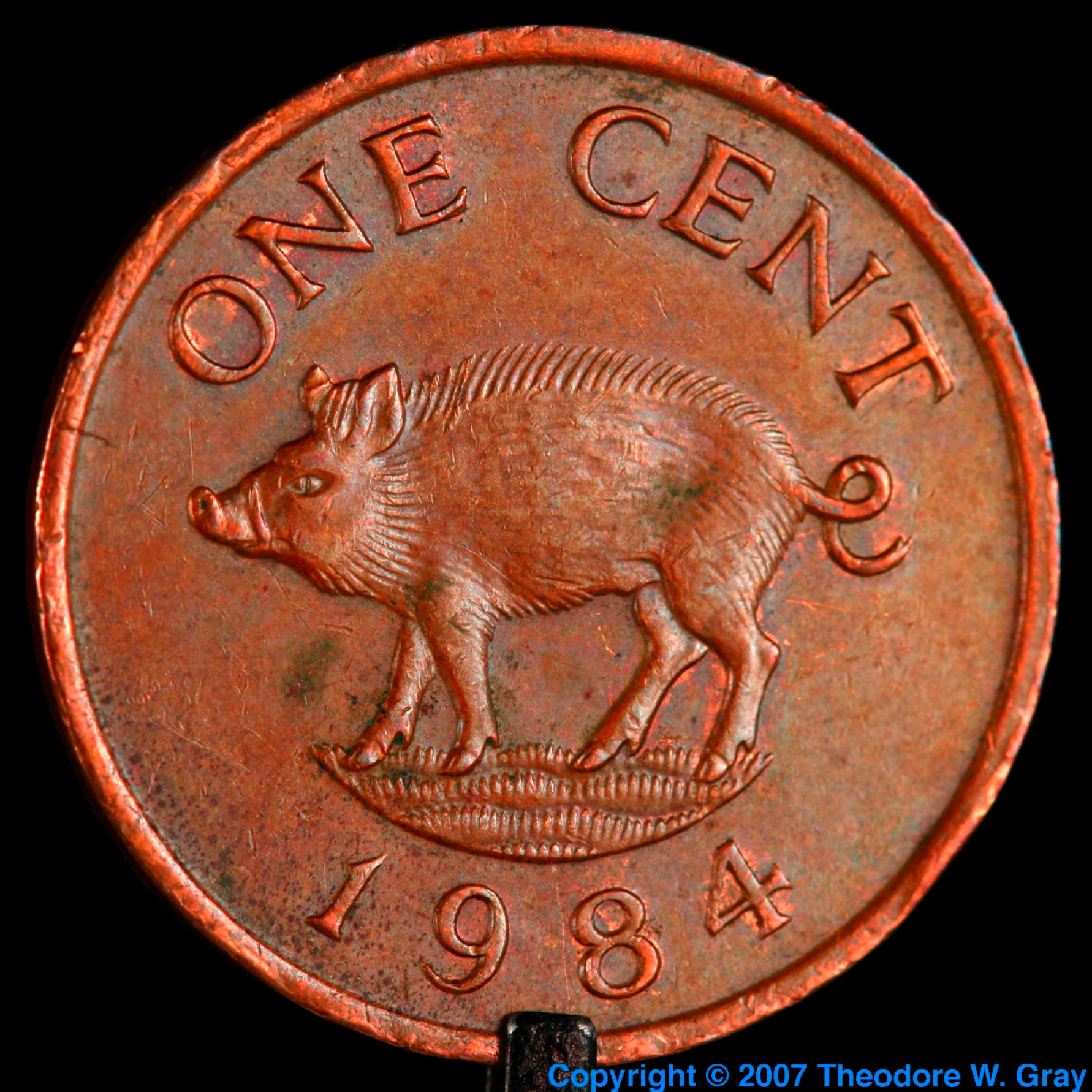 Copper Copper Bermuda pig coin