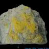 Uranium Carnotite