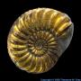 Sulfur Pyritized Ammonite